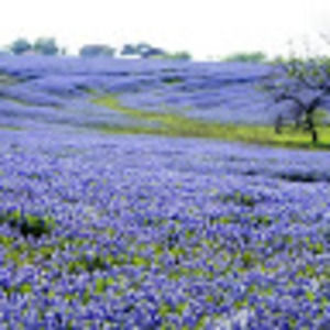 Meet your Posher, Carmencha